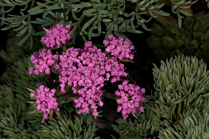 Lomatium columbianum 17-2690.jpg